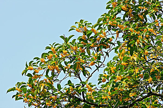 桂花金桂树