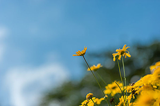 黄金菊