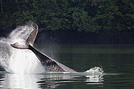 驼背鲸,大翅鲸属,鲸鱼,尾部,拍击,不列颠哥伦比亚省,加拿大