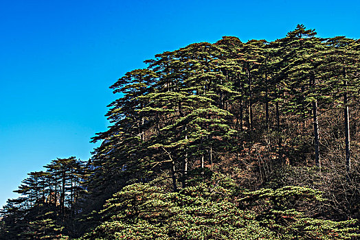 中国黄山,huang,shan,china