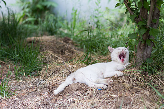 白猫流浪猫