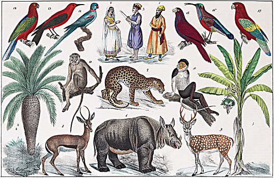 描绘,南亚,靠近,印度,自然史,手绘,盘子,斯图加特