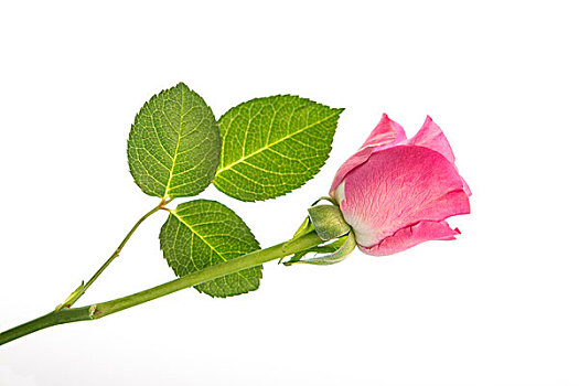 粉红玫瑰,三个,叶子,白色背景,背景