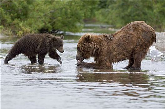 棕熊,母亲,吃,三文鱼,幼兽,接近,堪察加半岛,俄罗斯