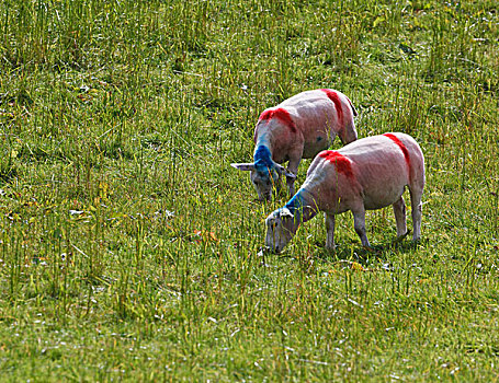 绵羊,涂绘,独特,红色,蓝色,标记,凯瑞郡,爱尔兰