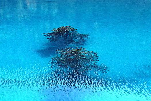 美丽水世界生命之树图片