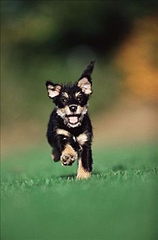 小狗,跑,草地