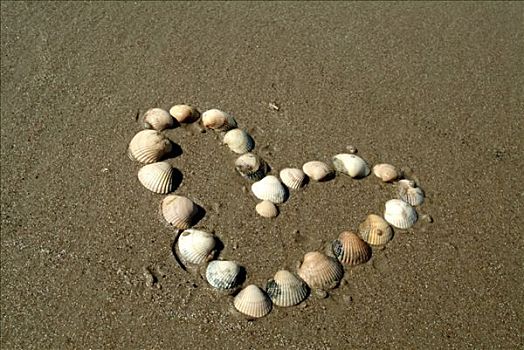 心形,贻贝,沙子,海滩,北海