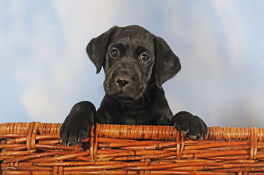 拉布拉多犬,黑色,小狗,8周,坐,柳条篮,奥地利,欧洲