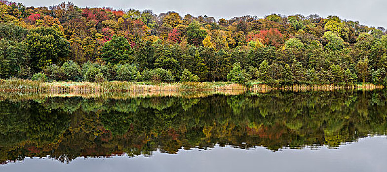 秋天,彩色,反射,湖,树林,湿地