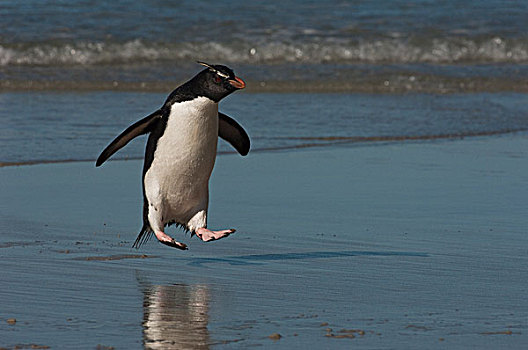 凤冠企鹅,南跳岩企鹅,跳跃,海滩,岛屿,福克兰群岛