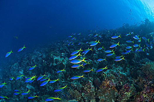 印度尼西亚,南,苏拉威西岛,省,瓦卡托比,群岛,海洋,保存,蓝色,金色