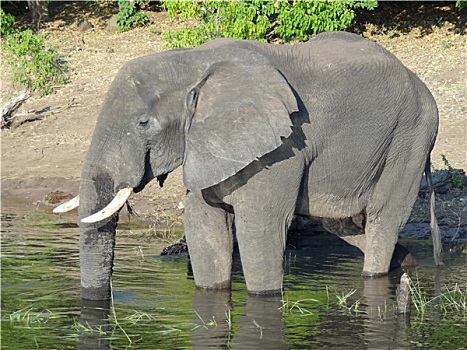 大象,博茨瓦纳