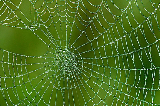 蜘蛛网,奥克纳根谷,南方,不列颠哥伦比亚省,加拿大