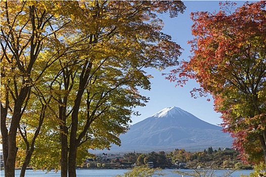 照片,区域,山,富士山,秋天,时间,开端,雪,帽,上面,枫叶,改变,秋色,湖