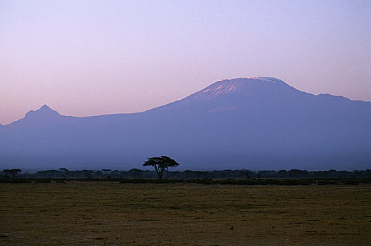肯尼亚,安伯塞利国家公园,山,乞力马扎罗山,黎明