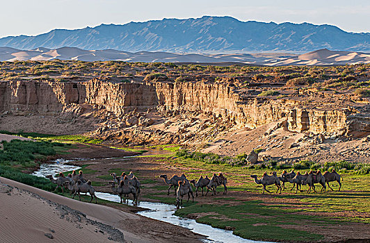 成群,骆驼,喝,溪流,戈壁沙漠,蒙古,亚洲
