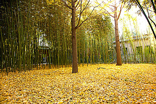 秋天黄色的银杏叶铺满地面