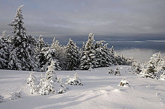 冬季风景,哈尔茨山,布罗肯,地区,萨克森安哈尔特,德国,欧洲