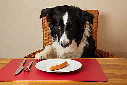 博德牧羊犬,坐,桌子,香肠,盘子