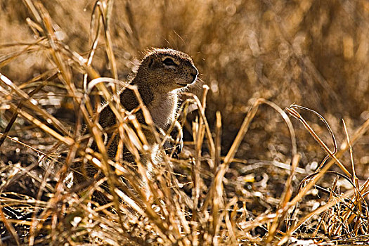 地松鼠,南非地松鼠,隐藏,草,国家公园,纳米比亚