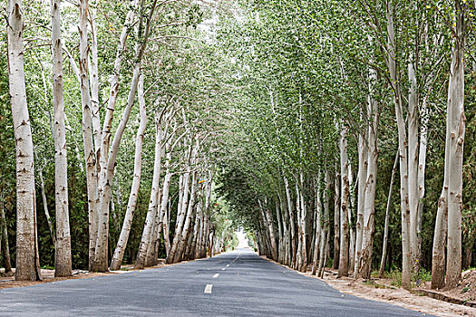 道路白桦树