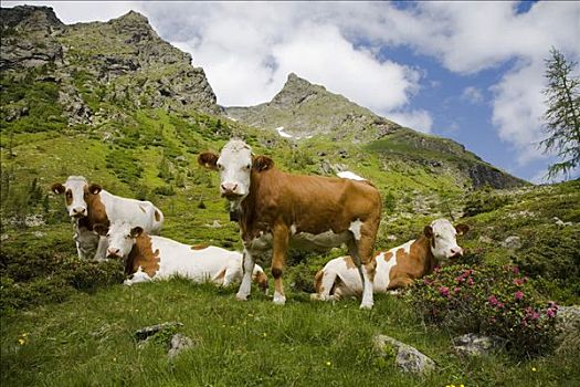 乳业,母牛,草场