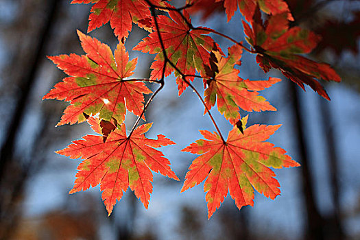 树,秋天,红叶