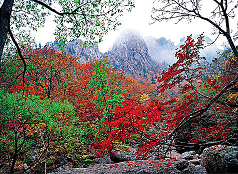 树,树林,围绕,山峦