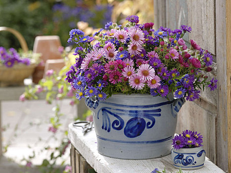 秋季花束,紫苑属,猪油,容器,盐