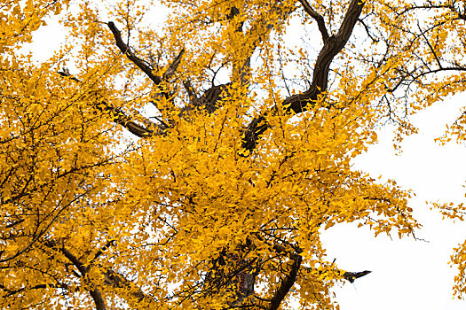上海七宝古镇古老的银杏树
