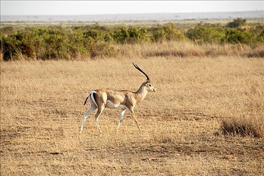草,风景,羚羊,热带草原,安伯塞利国家公园,肯尼亚