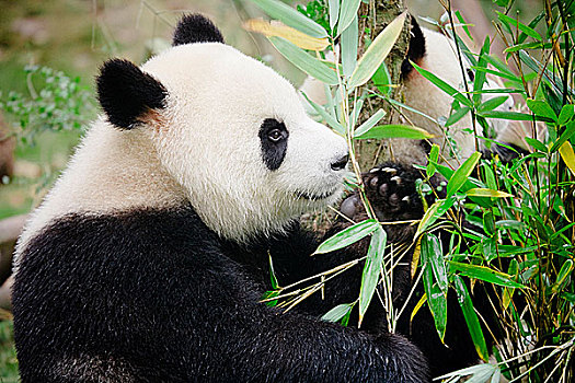大熊猫,进食,成都,熊猫,饲养,四川,中国