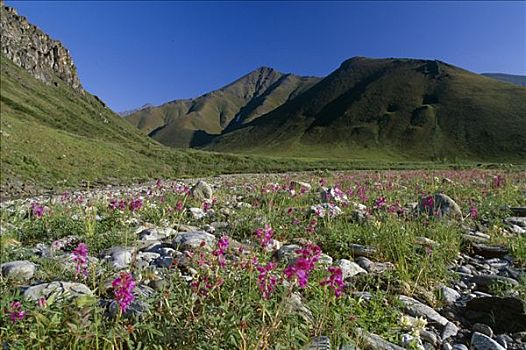 景色,河,阿拉斯加,夏天,布鲁克斯山