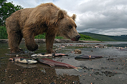棕熊,死,三文鱼,堪察加半岛,俄罗斯