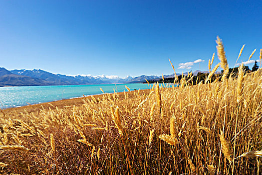 草地,靠近,湖,夏天,新西兰