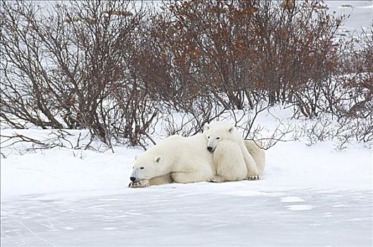 北极熊,雪中