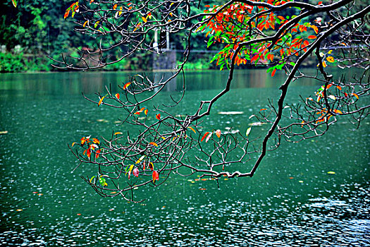 湖泊与树影