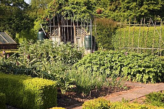有机蔬菜,花园,英格兰