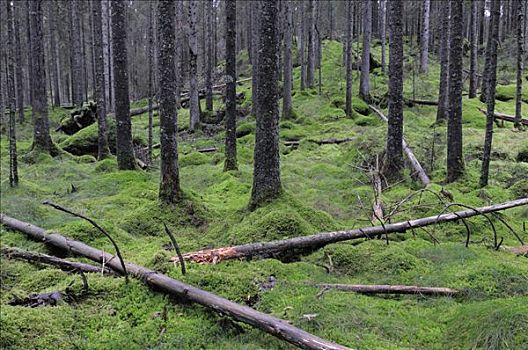 树,树林,瑞典