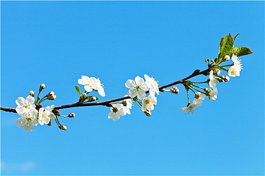 枝条,樱花,蓝色背景,天空