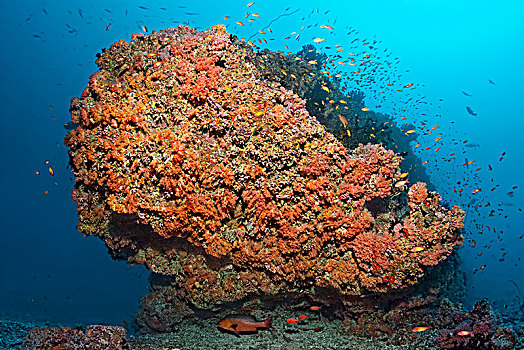 珊瑚礁,珊瑚,繁茂,多样,红色,软珊瑚,成群,拟花鮨属,鱼,印度洋,马尔代夫,亚洲