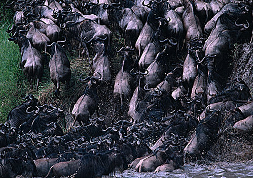 肯尼亚,马塞马拉野生动物保护区,巨大,角马,牧群,河,塞伦盖蒂,迁徙