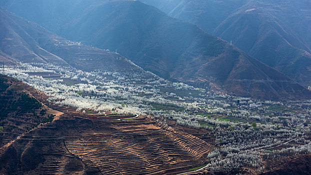 中国四川阿坝州金川大渡河谷春天梨花风景