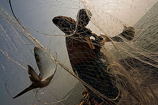 两个,抓住,时间,网,忙碌,鱼,木豆,红点鲑,孟加拉,一月,2008年