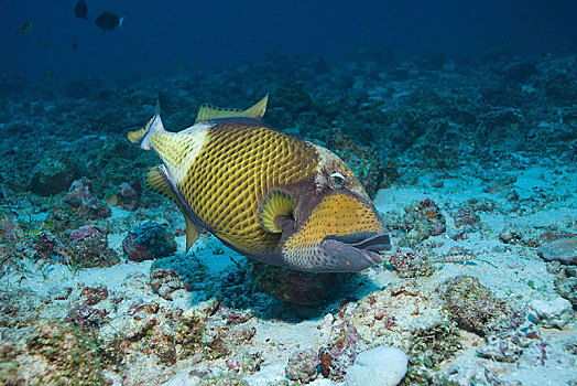 巨大,扳机鱼,珊瑚礁,阿里环礁,马尔代夫,亚洲