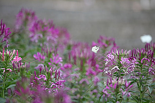 醉蝶花