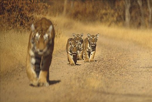 孟加拉虎,虎,母兽,三个,幼兽,伦滕波尔国家公园,印度