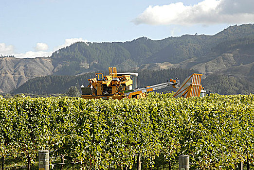机器,收获,葡萄,葡萄园,马尔伯勒,区域,靠近,布伦海姆,南岛,新西兰