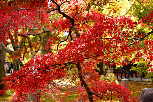 日本京都东福寺